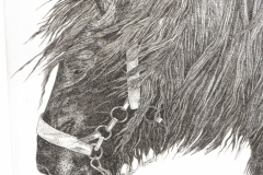 Pentekening paard - 20 x 30 cm.