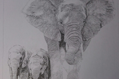 Pentekening olifanten - 40 x 40 cm.