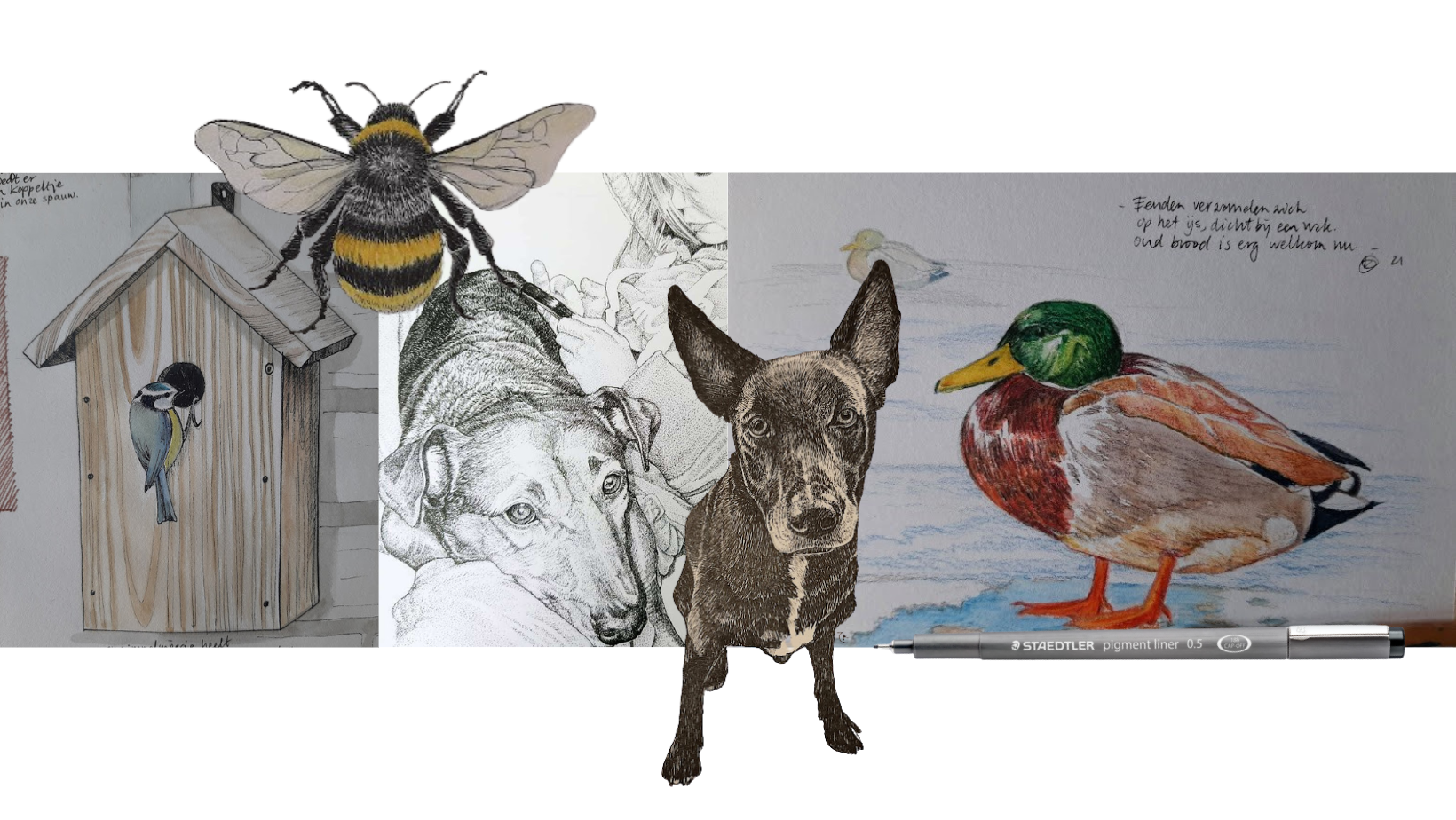 Dieren tekenen: hoe teken je een realistisch dier?